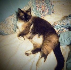 Meet your Posher, Robin